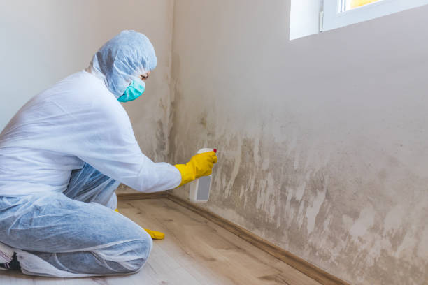 Licensed Mold Testing service in Fremont, MI - WQB Mold Removal