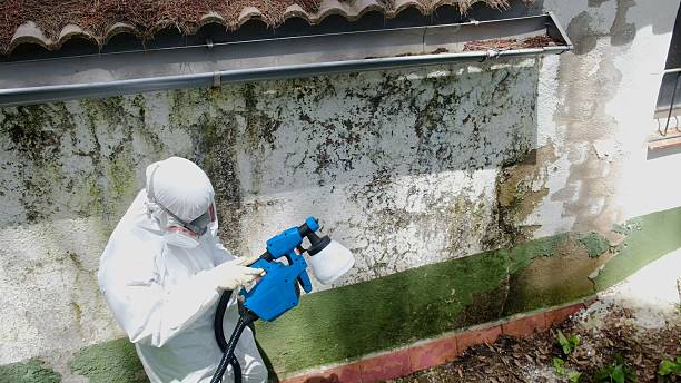 Top rated local Mold Testing specialists in Fremont, MI